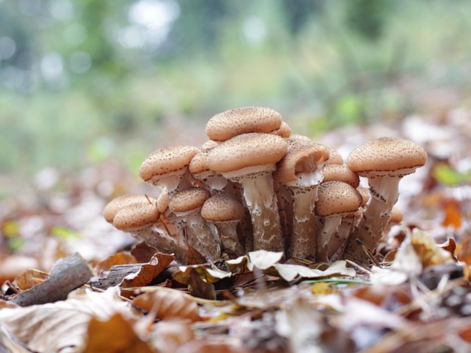 Mémoire : les champignons en sont-ils dotés ? La réponse vous laissera sans voix.
